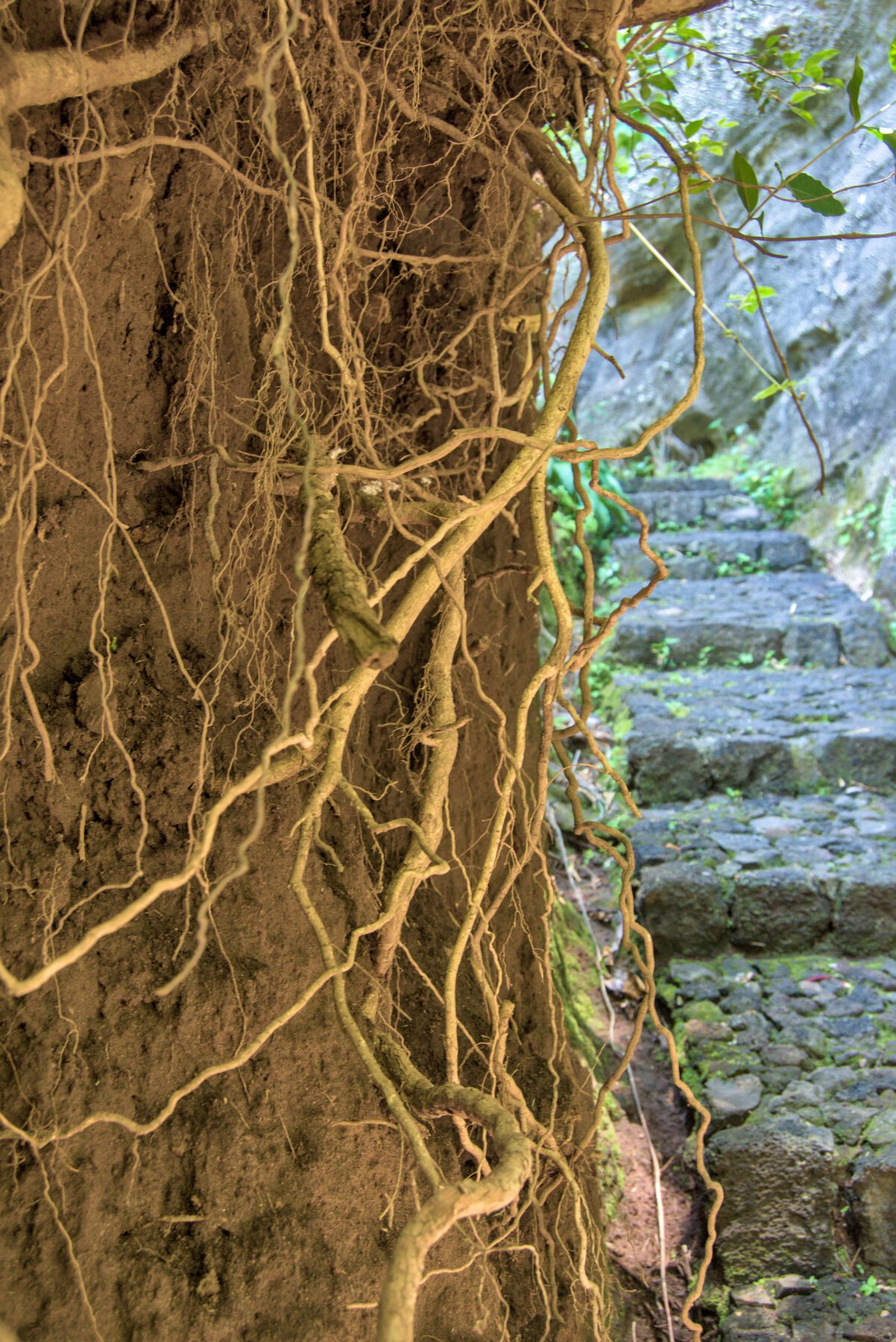 Corte de roca y vegetación en Malinalco